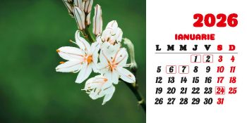 Calendar de birou 2026, Flori, Darcom
