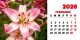 Calendar de birou 2026, Flori, Darcom