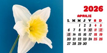 Calendar de birou 2026, Flori, Darcom