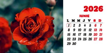 Calendar de birou 2026, Flori, Darcom