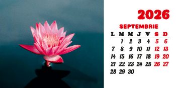 Calendar de birou 2026, Flori, Darcom