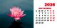 Calendar de birou 2026, Flori, Darcom