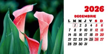 Calendar de birou 2026, Flori, Darcom