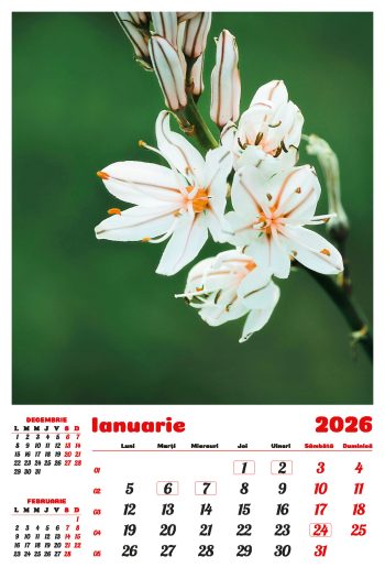 Calendar de perete 2026, Flori, Darcom