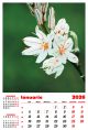 Calendar de perete 2026, Flori, Darcom