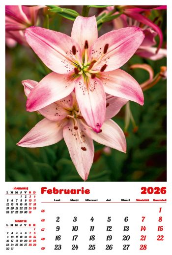 Calendar de perete 2026, Flori, Darcom