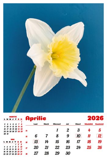 Calendar de perete 2026, Flori, Darcom