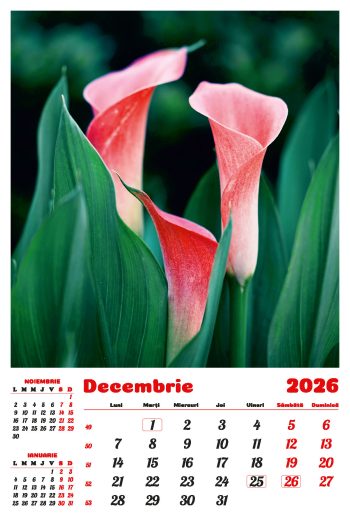 Calendar de perete 2026, Flori, Darcom