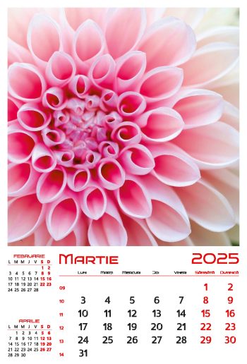 Calendar de perete 2025, Flori, Darcom