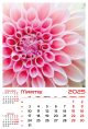 Calendar de perete 2025, Flori, Darcom