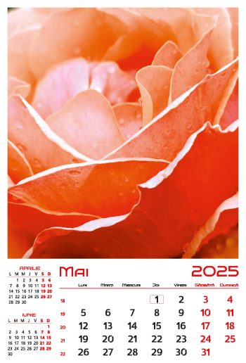 Calendar de perete 2025, Flori, Darcom