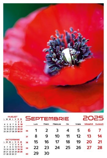 Calendar de perete 2025, Flori, Darcom