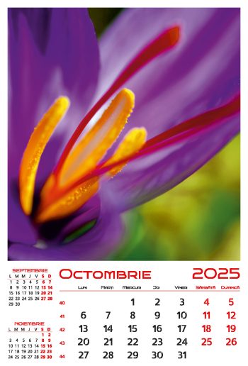 Calendar de perete 2025, Flori, Darcom