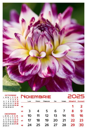 Calendar de perete 2025, Flori, Darcom