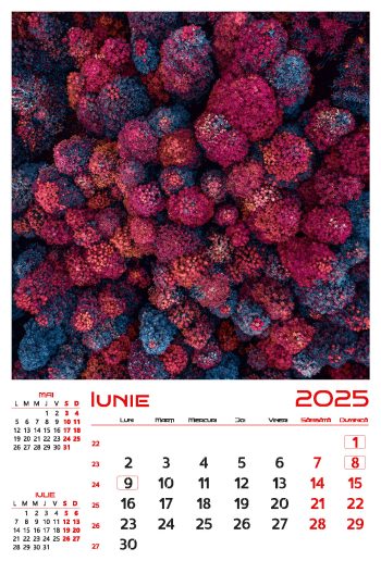 Calendar de perete 2025, Zbor, Darcom