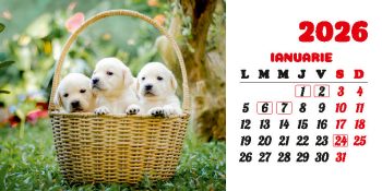 Calendar de birou 2026, Câini, Darcom