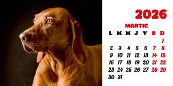 Calendar de birou 2026, Câini, Darcom