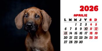 Calendar de birou 2026, Câini, Darcom