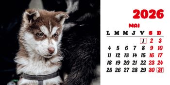 Calendar de birou 2026, Câini, Darcom
