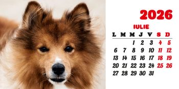 Calendar de birou 2026, Câini, Darcom
