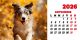 Calendar de birou 2026, Câini, Darcom