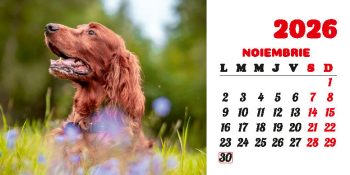 Calendar de birou 2026, Câini, Darcom