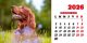 Calendar de birou 2026, Câini, Darcom