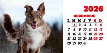 Calendar de birou 2026, Câini, Darcom