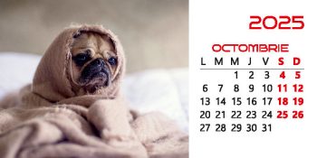 Calendar de birou 2025, Căței, Darcom