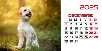 Calendar de birou 2025, Căței, Darcom