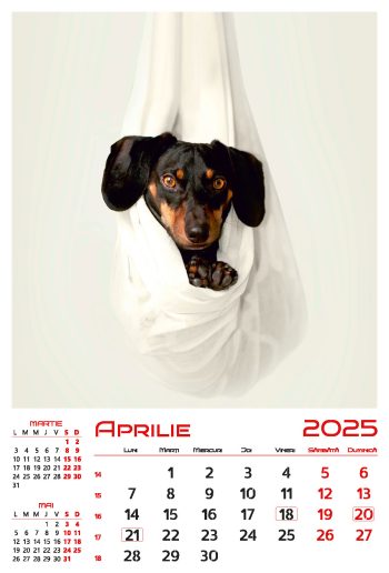 Calendar de perete 2025, Cățeluși, Darcom