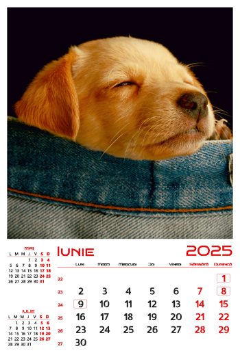 Calendar de perete 2025, Cățeluși, Darcom