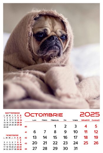 Calendar de perete 2025, Cățeluși, Darcom