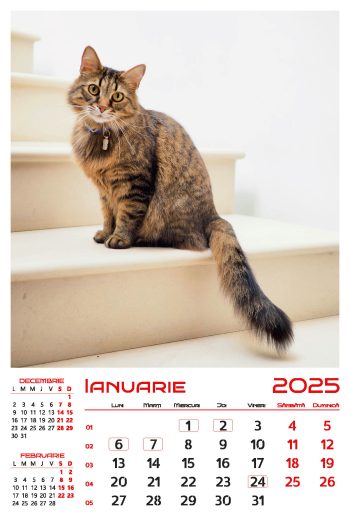 Calendar de perete 2025, Pisici, Darcom