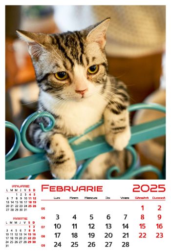 Calendar de perete 2025, Pisici, Darcom