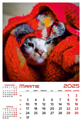 Calendar de perete 2025, Pisici, Darcom