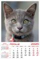 Calendar de perete 2025, Pisici, Darcom