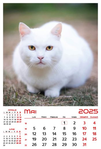 Calendar de perete 2025, Pisici, Darcom