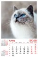 Calendar de perete 2025, Pisici, Darcom