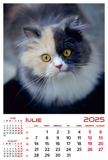 Calendar de perete 2025, Pisici, Darcom