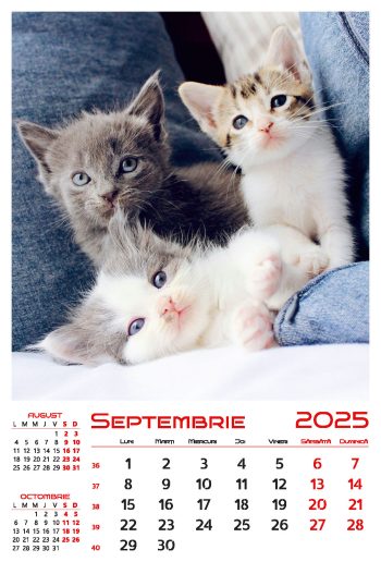 Calendar de perete 2025, Pisici, Darcom