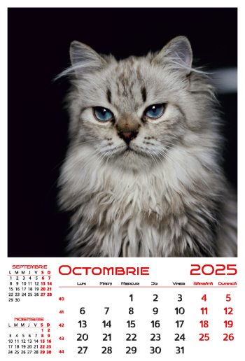 Calendar de perete 2025, Pisici, Darcom