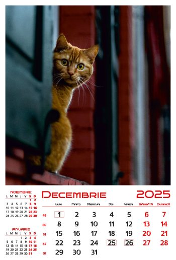 Calendar de perete 2025, Pisici, Darcom