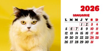 Calendar de birou 2026, Pisici, Darcom
