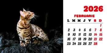 Calendar de birou 2026, Pisici, Darcom