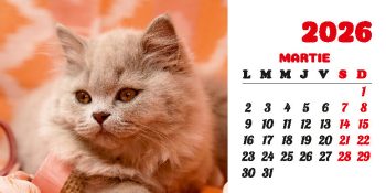 Calendar de birou 2026, Pisici, Darcom