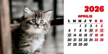 Calendar de birou 2026, Pisici, Darcom