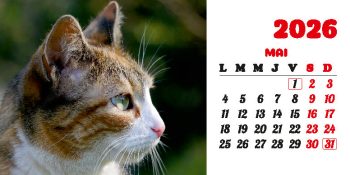 Calendar de birou 2026, Pisici, Darcom