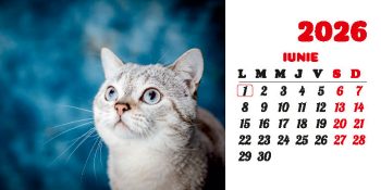 Calendar de birou 2026, Pisici, Darcom