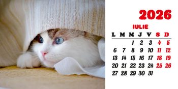 Calendar de birou 2026, Pisici, Darcom